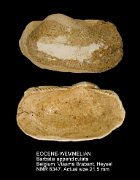 EOCENE-WEMMELIAN Barbatia appendiculata